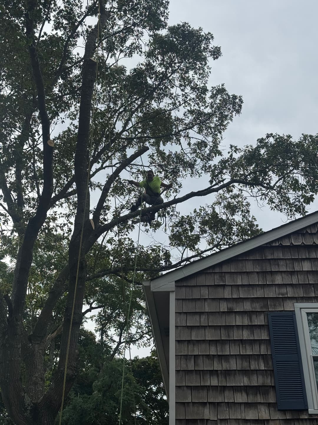 Tree service worker pruning branches from a tall tree beside a house.
