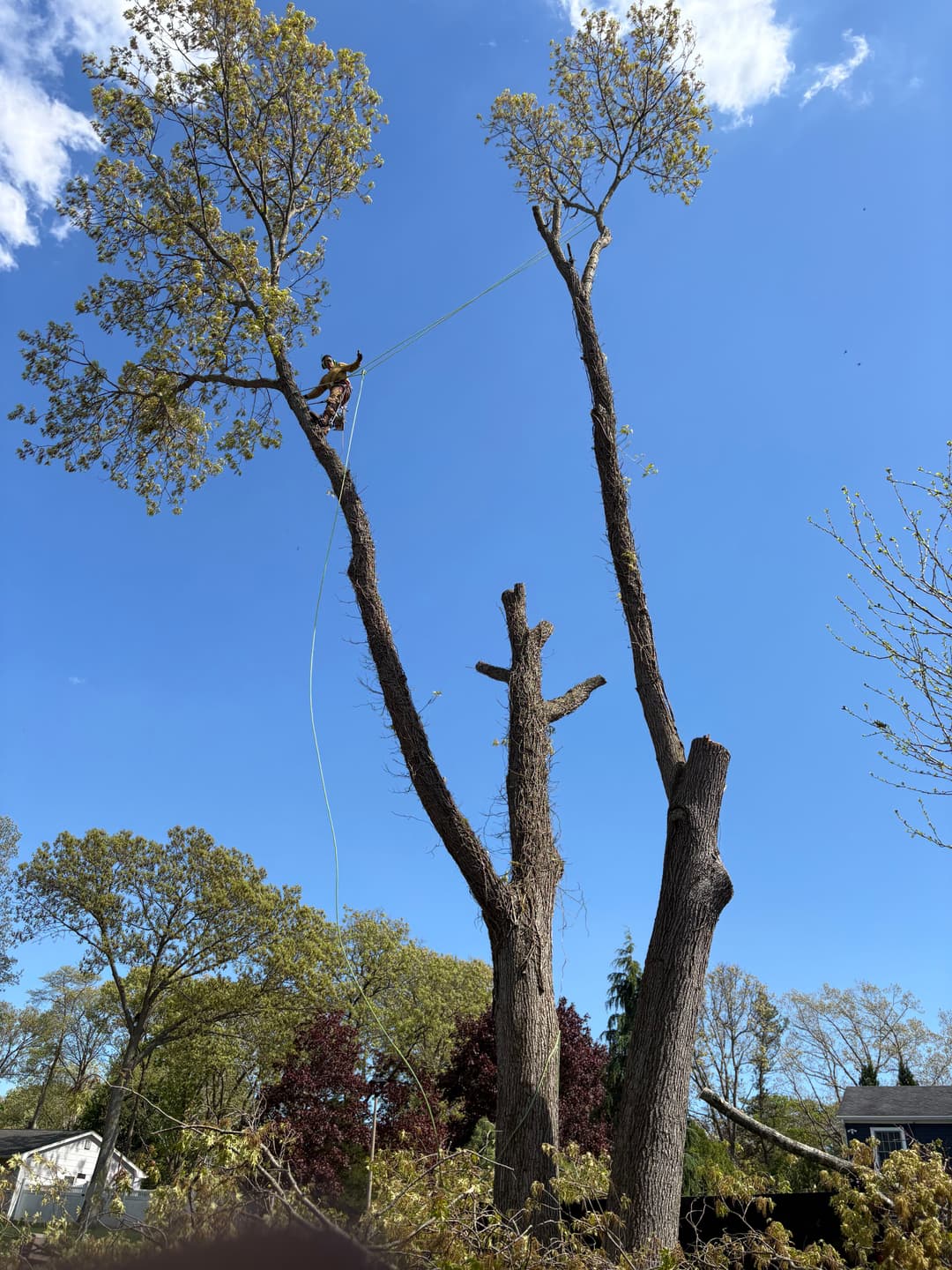 Tree removal service in action on a clear day, with a worker climbing a tall tree.