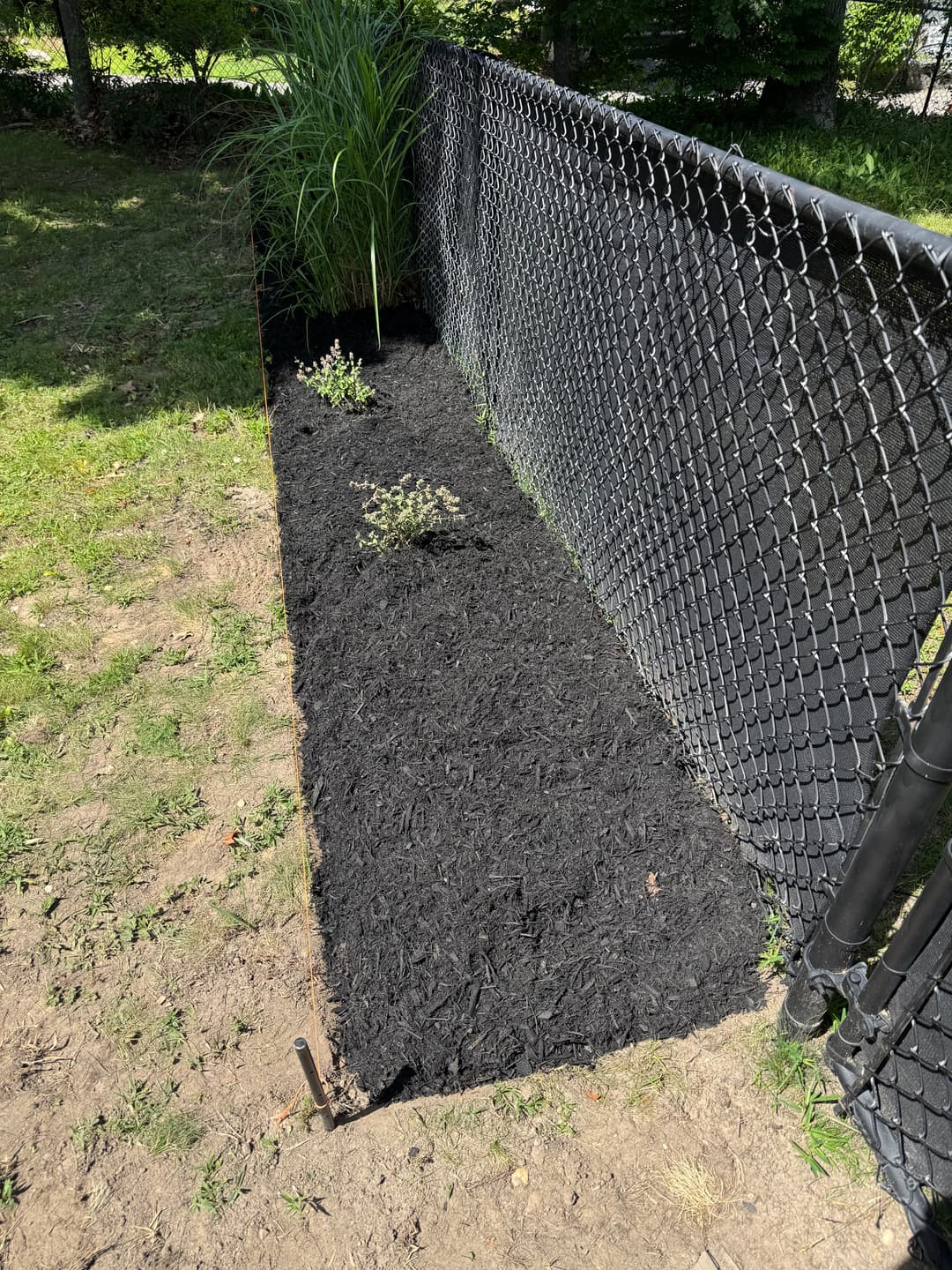 Black mulch garden bed along a chain-link fence with small plants and ornamental grass.