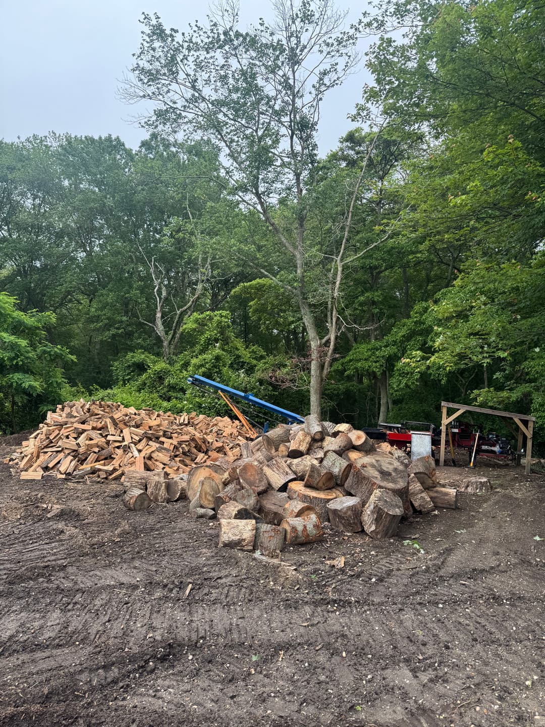 Woodpile with freshly cut logs, tree line in background, and equipment for wood processing.