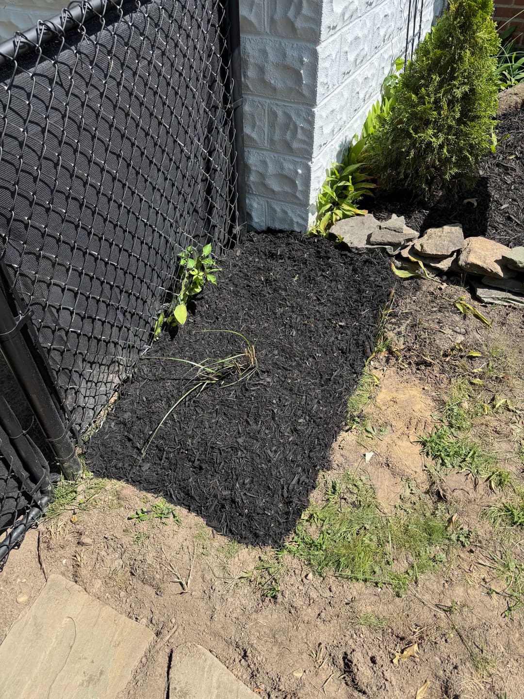 Mulched garden bed alongside a chain-link fence, featuring shrubs and stone lining.